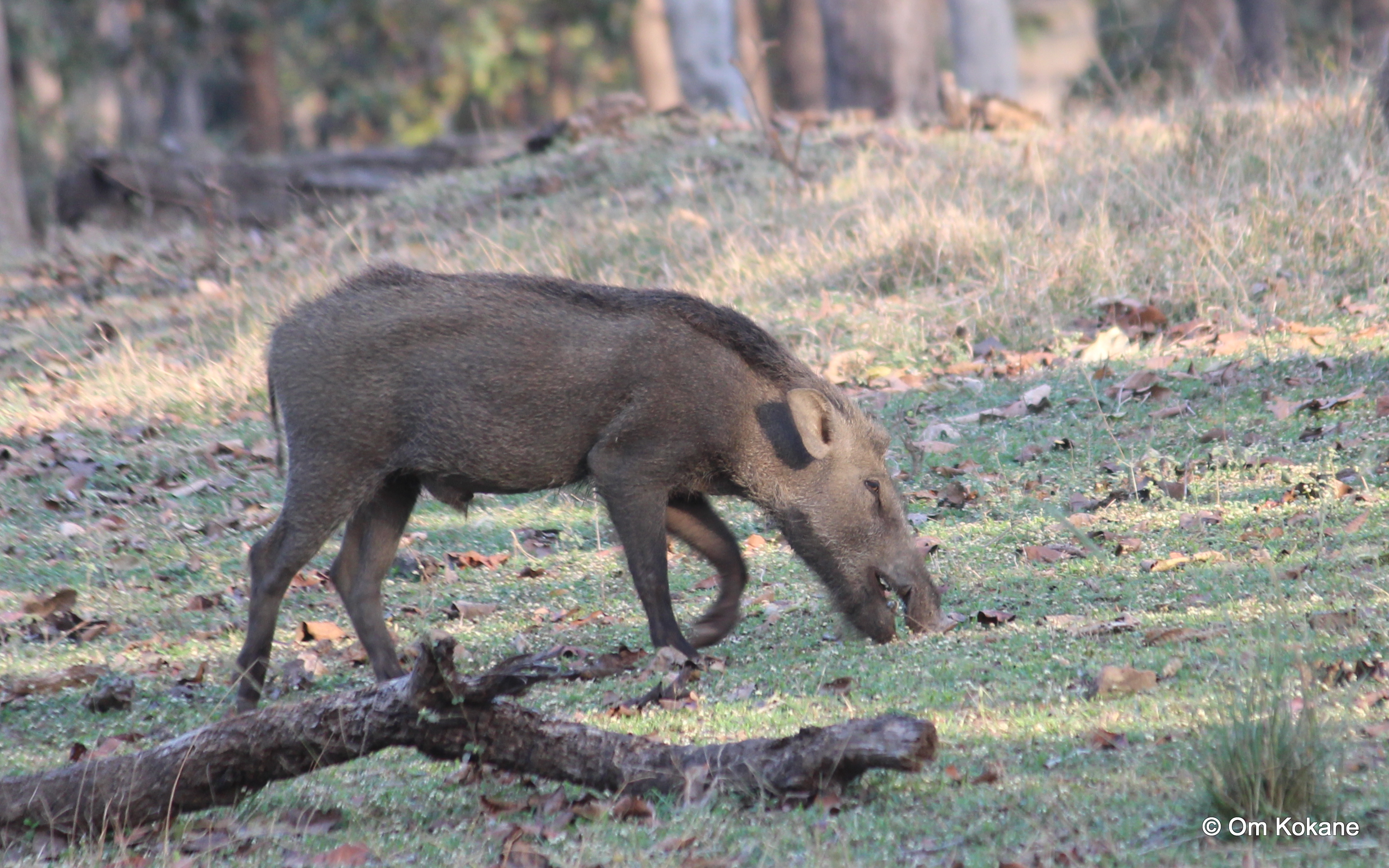 Indian Boar